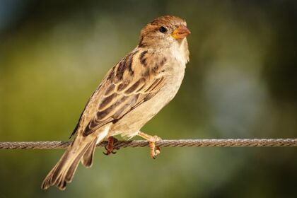 indian-sparrow-is-becoming-a-historical-story