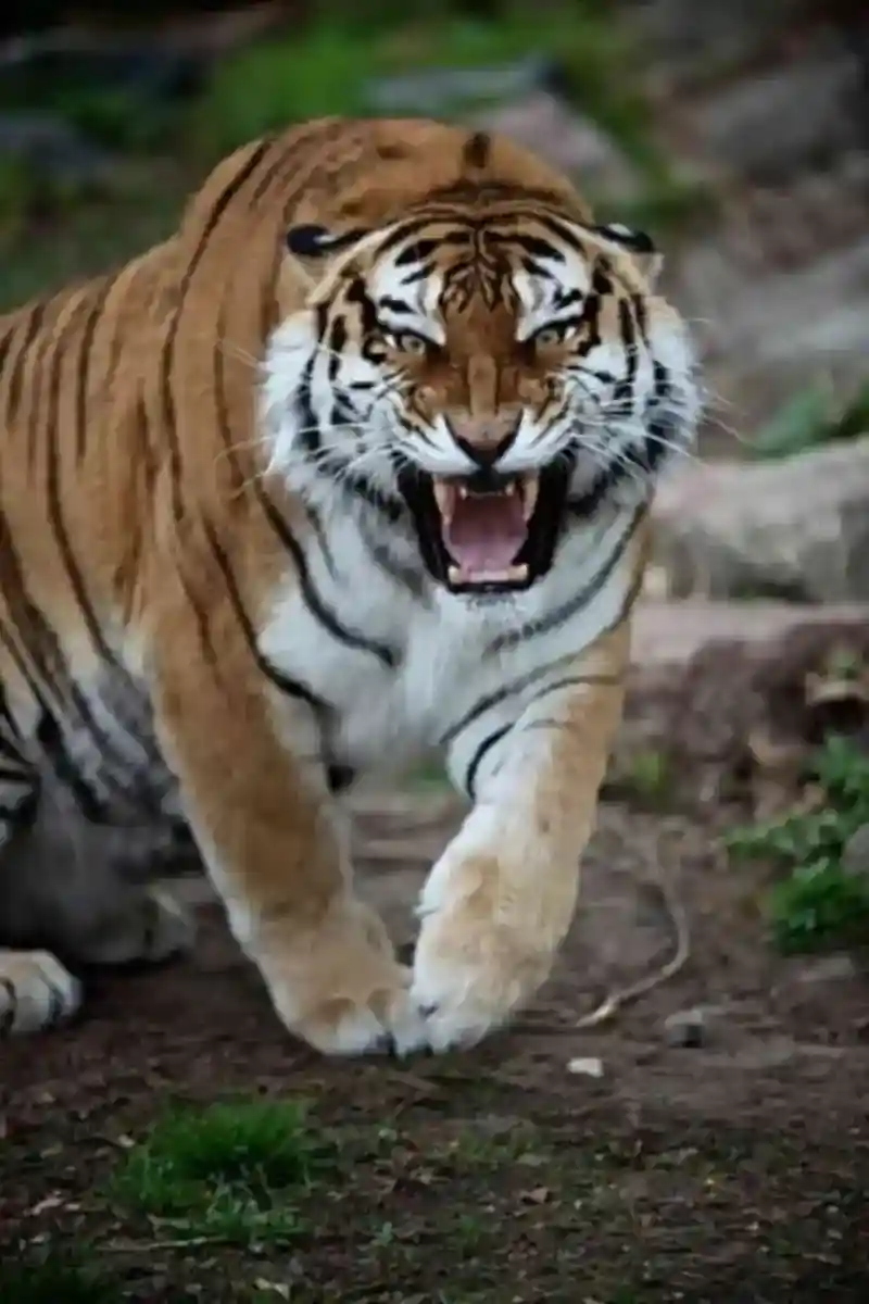 भीमताल के अलचौना-तांडा में बाघ(tiger) ने किशोरी को बनाया निवाला 1 tiger