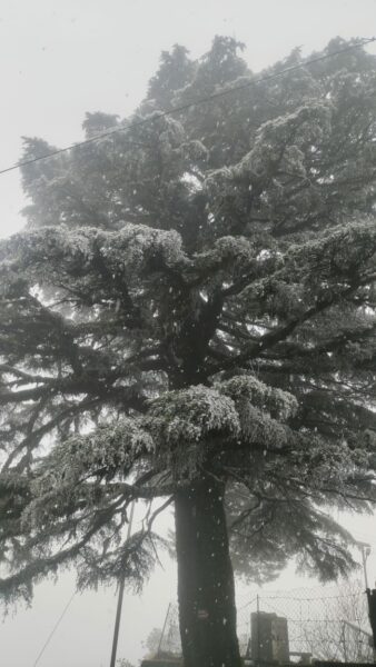 नैनीताल में हुआ इस वर्ष का पहला हिमपात , देखिए तस्वीरें 4 IMG 20240201 WA0128