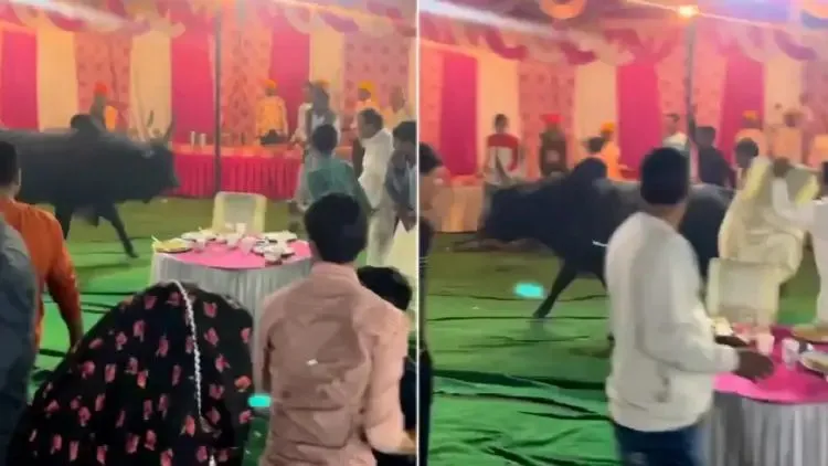 n590433418171014652817829c3d4cbe9b71b275e0cc2b807b9ef1b9b2b2bec3c51ec7de04706859dff3252