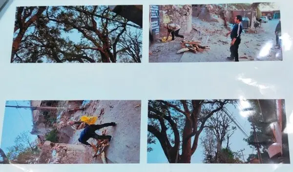 अल्मोड़ा::साई मंदिर के पास सड़क किनारे विशाल और पुराने पेड़ बने खतरे का सबब,स्कूली बच्चों और राहगीरों को हर दम सताती है जान की चिंता 3 Huge and old trees 2