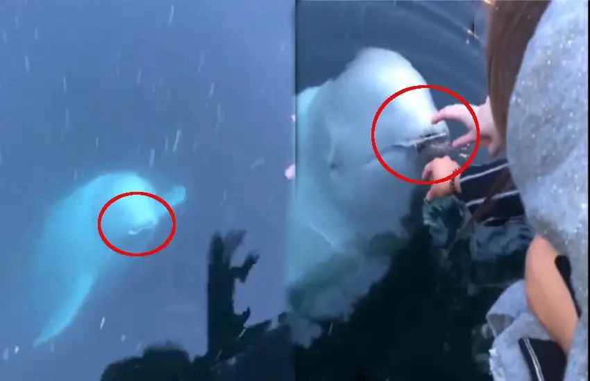 n60119828817134182993136977719991d85830b45872f655064ae9c0b13572f16f8d722e436abc5f8e73f6