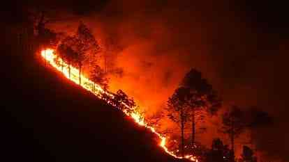 Forest fires