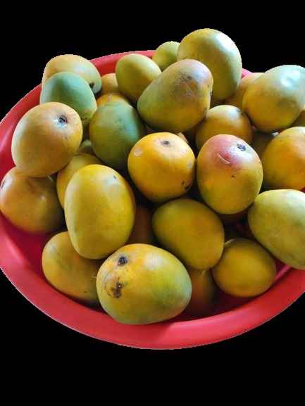 You will be surprised to know these 10 amazing benefits of Mango, the king of fruits