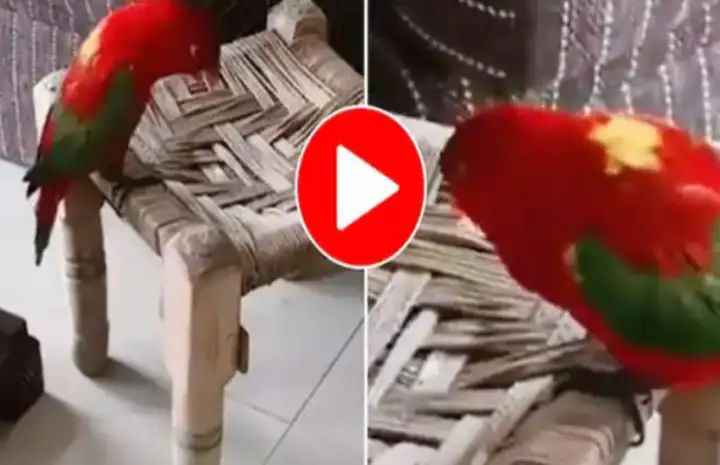 Parrot asked for tea from mother on social media, conversation went viral