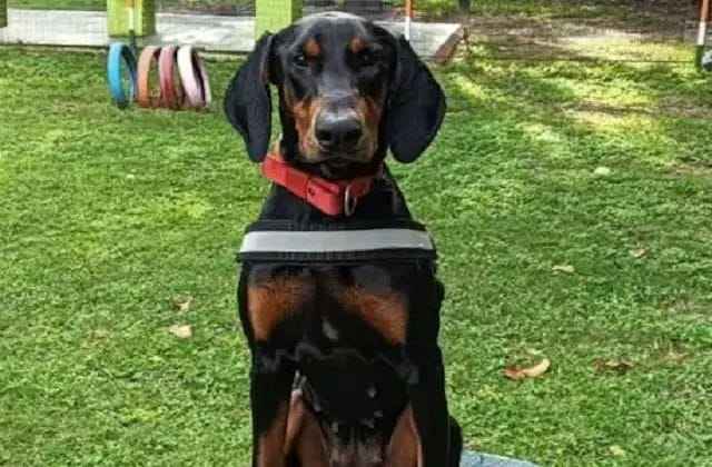 The dog saved the woman's life, ran 8 kilometers to catch the accused, now it is being praised everywhere