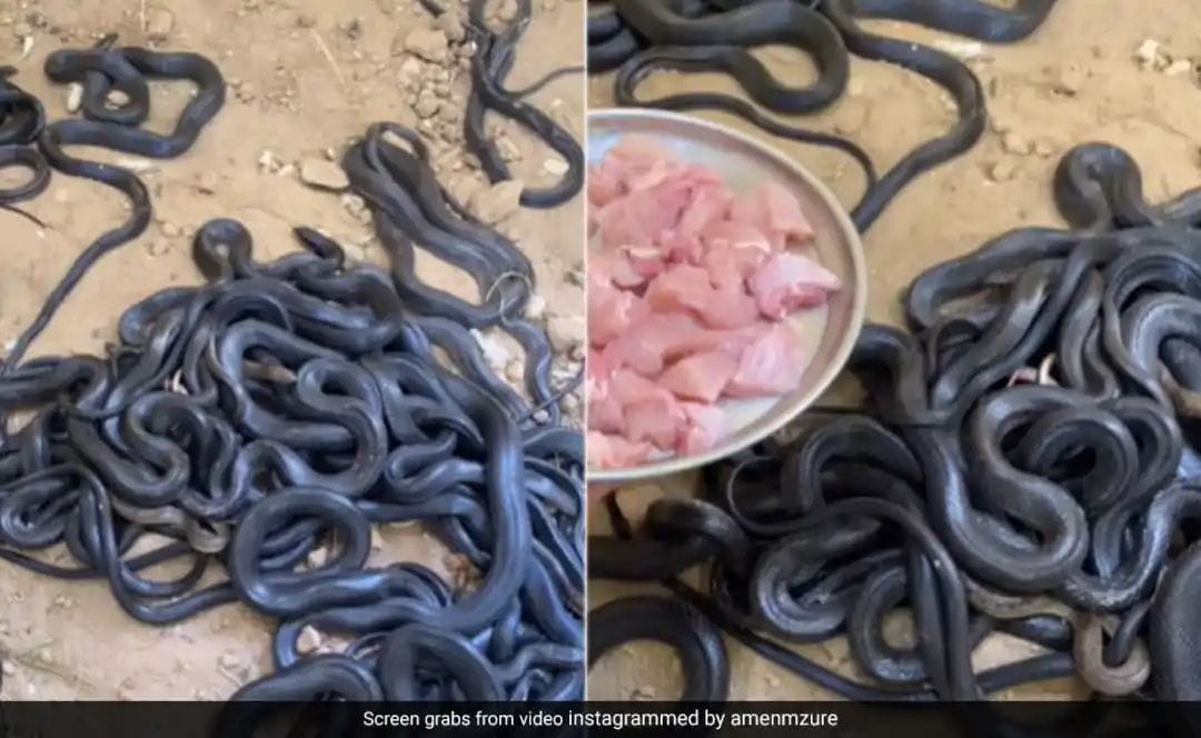 A group of snakes was resting, as soon as meat was placed in front of them, they attacked in such a way that you will get goosebumps after watching the video, watch it