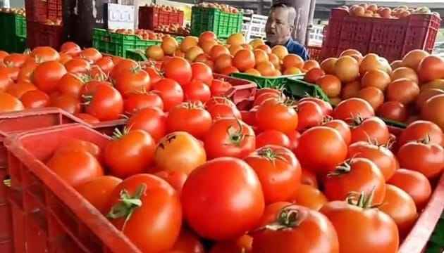 Himsona tomatoes have made farmers very happy, money is pouring in