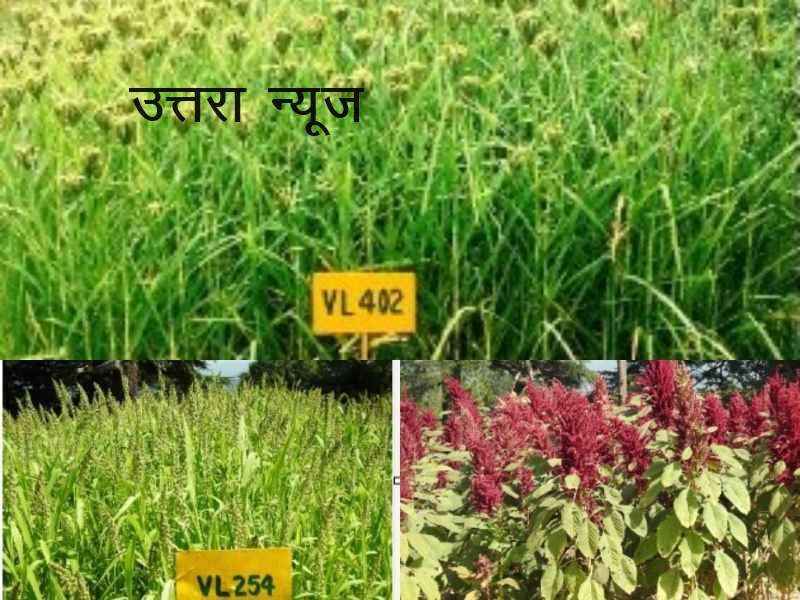 vpkas-gift-to-farmers-of-uttarakhand-maduwa-jhangora-choolai-new-species-developed