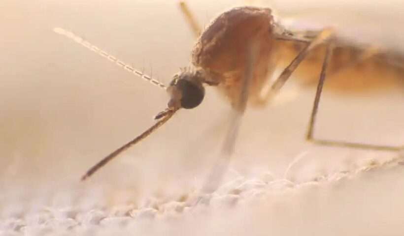 Dengue is more dangerous for the heart than Covid, take special care of your health after getting fever