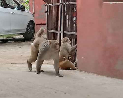 A monster was raping a six year old girl, monkeys saved the girl's life