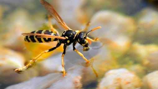 Wasps attacked a woman, she died, there was panic in the area