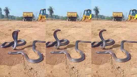 snake-video:-cobra-dies-in-front-of-female-emotional-scene-stuns-everyone