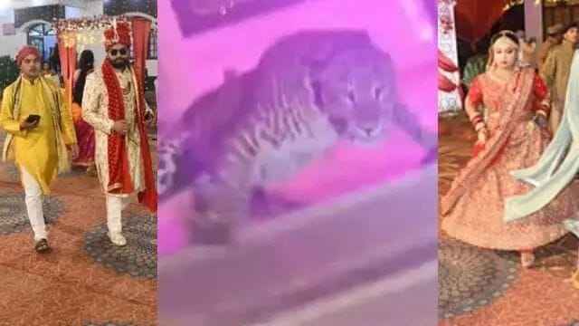 Leopard entered the marriage lawn of Lucknow during the wedding