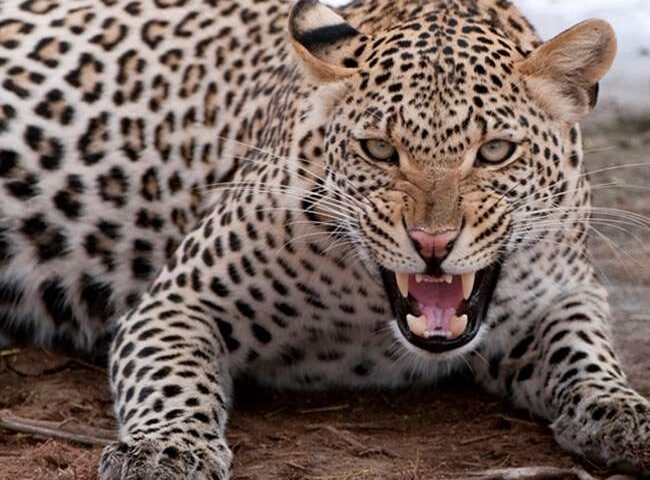 09 03 2018 leopard indore2