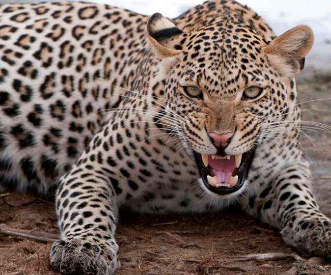 09 03 2018 leopard indore2