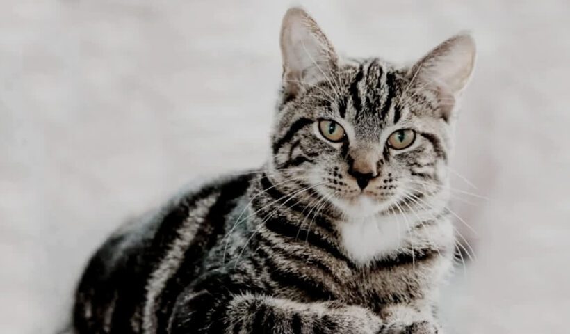 1200 675 24047854 thumbnail 16x9 haldwnani new aspera