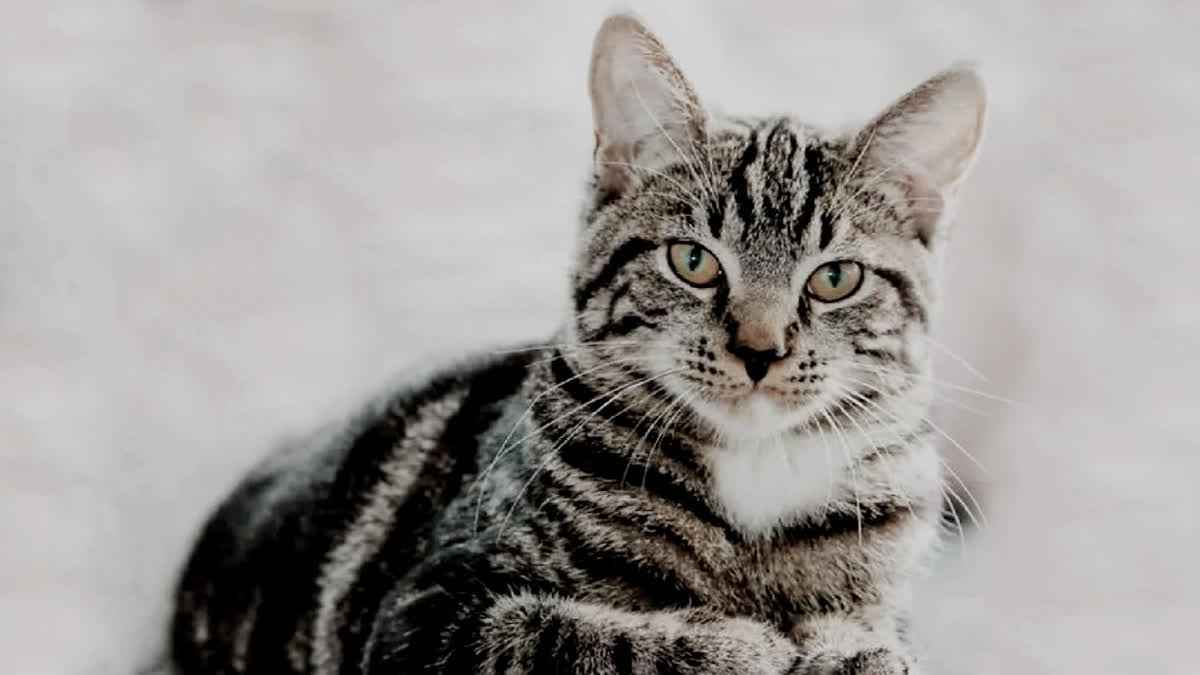 1200 675 24047854 thumbnail 16x9 haldwnani new aspera