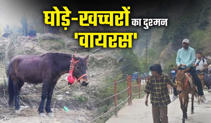 1200 675 24107211 thumbnail 16x9 horse mule infection