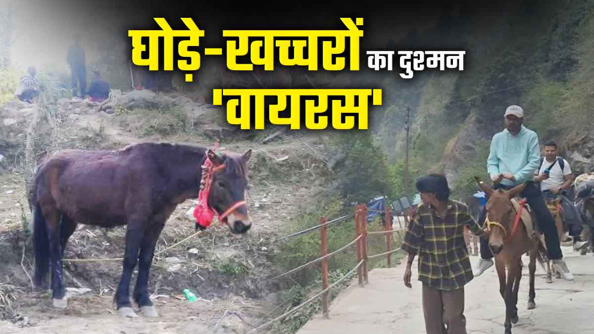 1200 675 24107211 thumbnail 16x9 horse mule infection