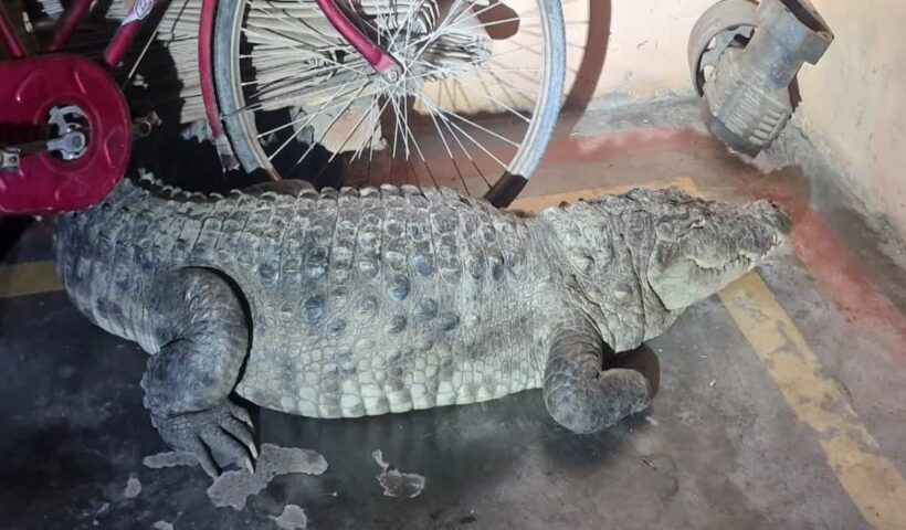 1200 675 24629109 thumbnail 16x9 pick1