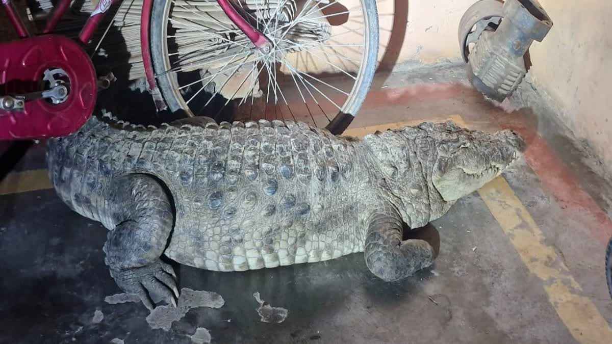 1200 675 24629109 thumbnail 16x9 pick1