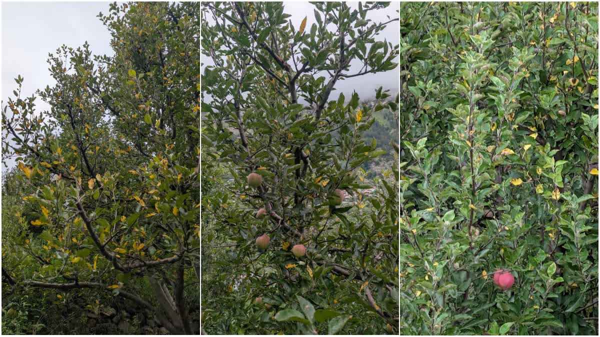 1200 675 24809332 thumbnail 16x9 dharaliapple