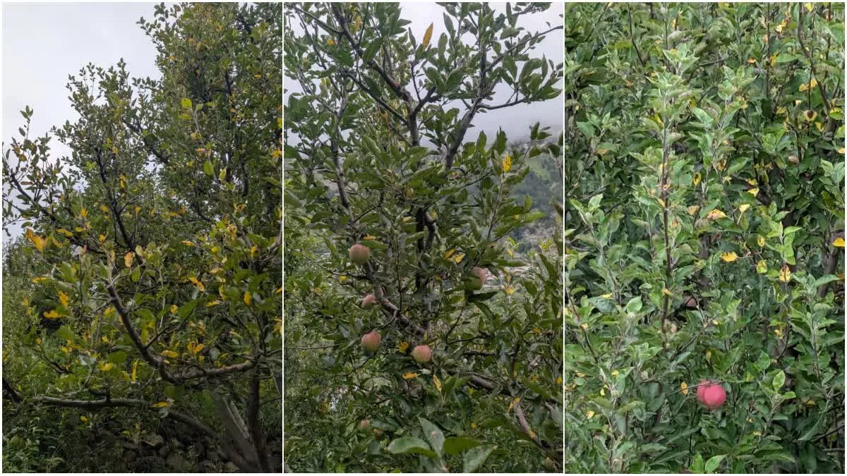 1200 675 24809332 thumbnail 16x9 dharaliapple