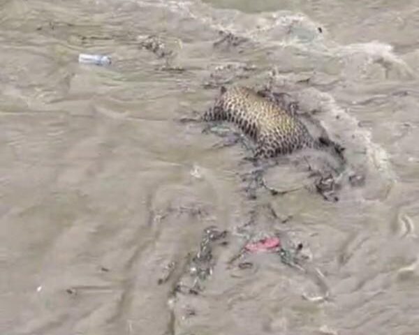 Almora: Video of leopard floating in Kosi river goes viral
