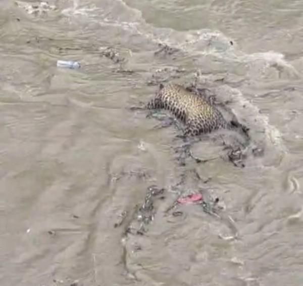 Almora: Video of leopard floating in Kosi river goes viral