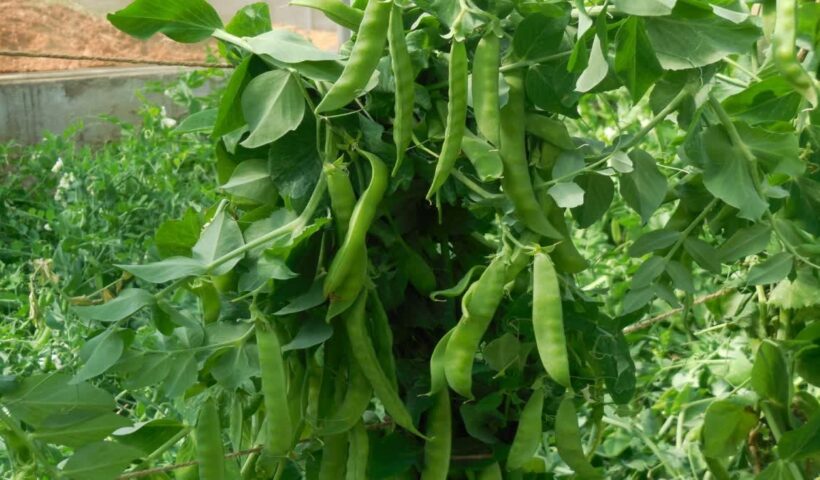 1200 675 25141719 thumbnail 16x9 pea variety almora