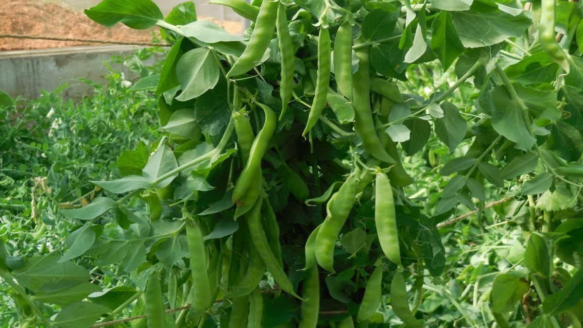 1200 675 25141719 thumbnail 16x9 pea variety almora