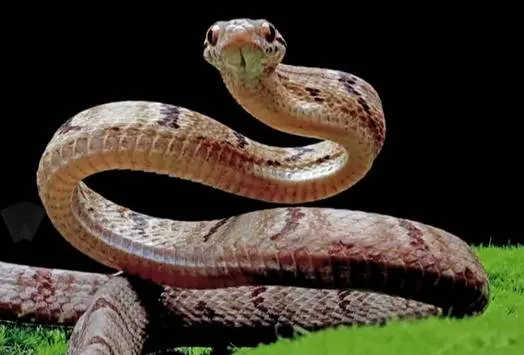 Pi7compressedScreenshot 20251007 123539 Dailyhunt