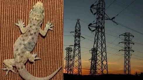 a-strange-incident-occurred-in-haldwani-a-lizard-disrupted-power-supply-to-17000-homes-for-three-hours