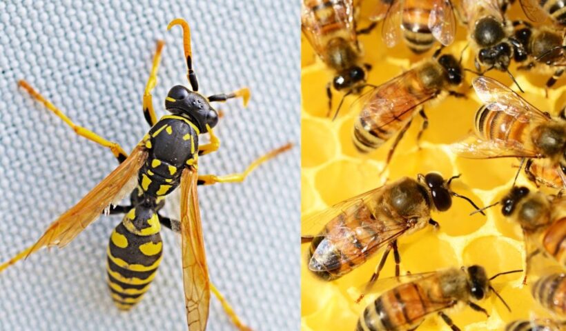 honey bee nest 1 16770523283x2 1