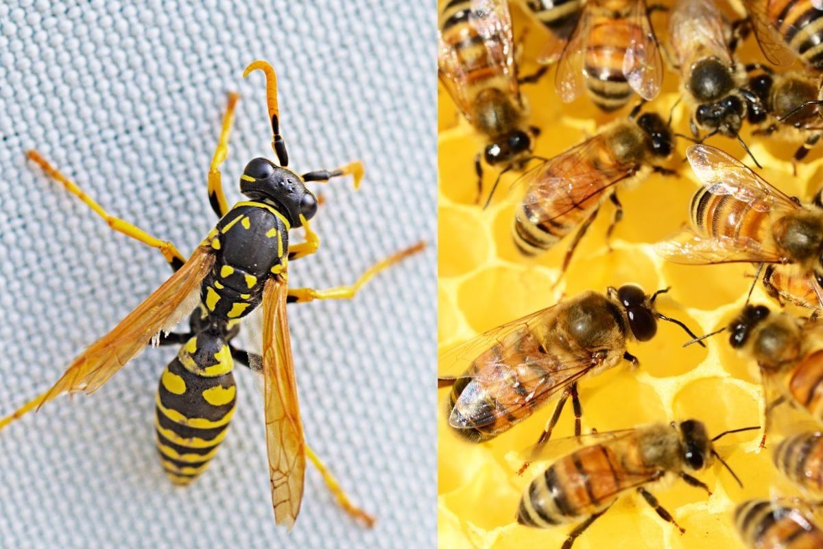 honey bee nest 1 16770523283x2 1