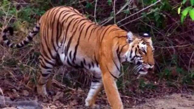 n690210750176395405278393ae2c2c4924fb9457be416d97a7cc95edca0d8cafa4cf37934a73ff7cd42266