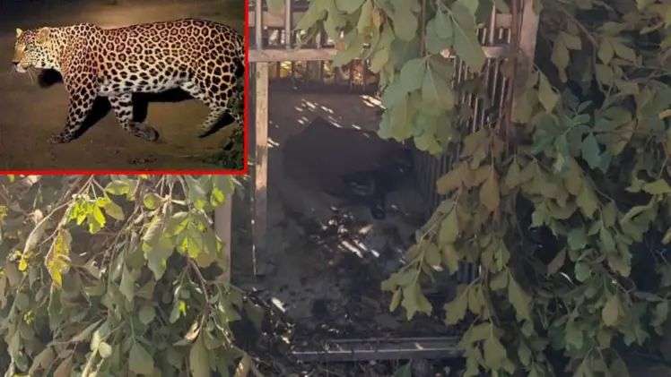 n69264432117654605727208ceca1b8c532c9a2d27afce58a2625b11b217d9c516e4878b198de12ea021cea