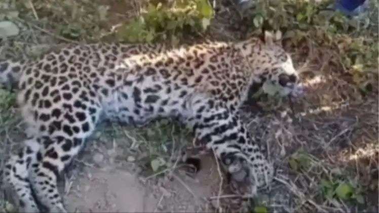 चंपावत के बाराकोट में मादा गुलदार का शव मिलने से मचा हड़कंप, ग्रामीणों ने दी वन विभाग को सूचना 4 n6933778231765968254522705000dd7cd87f6405ef4940257909a20bbd14469b747cbede522dda5ede2199