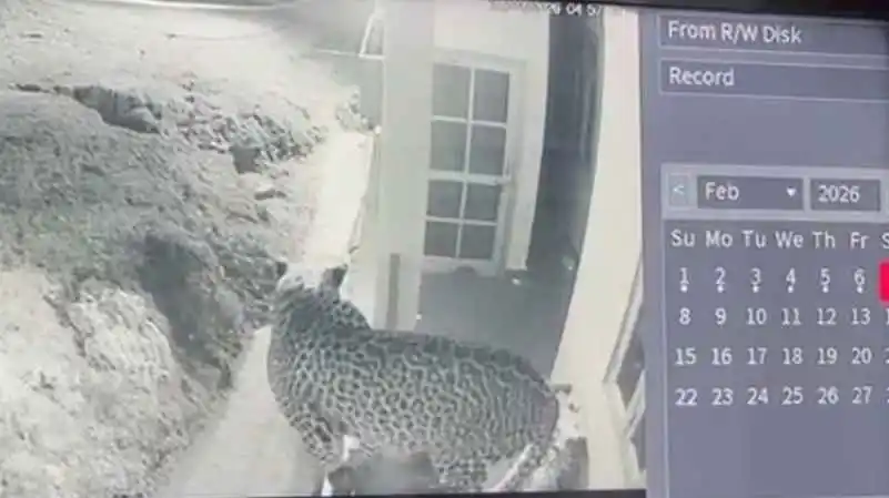 रानीखेत में रिहायशी इलाके में दिखा गुलदार, सीसीटीवी में गतिविधि हुई कैद 1 Screenshot 2026 02 09 21 11 41 38 7352322957d4404136654ef4adb64504