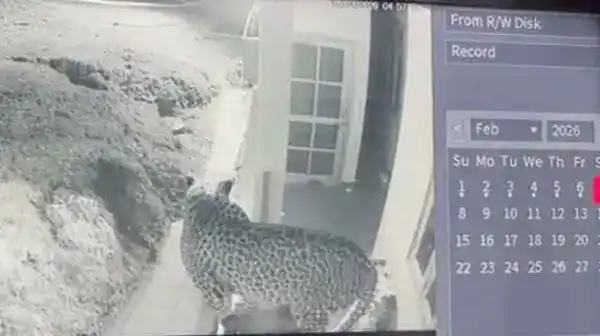 a-leopard-was-spotted-in-a-residential-area-in-ranikhet
