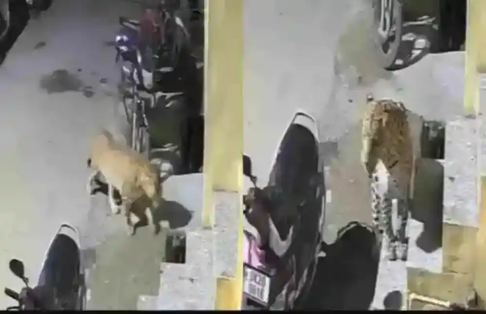 रानीखेत बाजार में घर की देहरी में दिखा गुलदार, सीसीटीवी कैमरे में हुआ कैद 1 leopard-spotted-doorstep-of-a-house-in-ranikhet-market