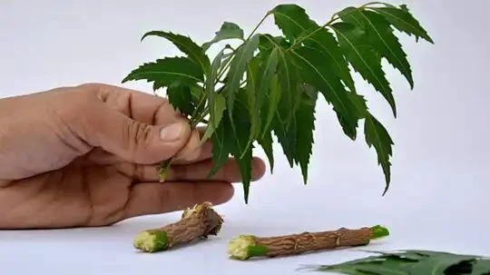 n706426594177478464636895bc7b3d4e403f595f2ec0d177ac24e423dca6ab90bd0f44f9cb36ed52ddfbb6