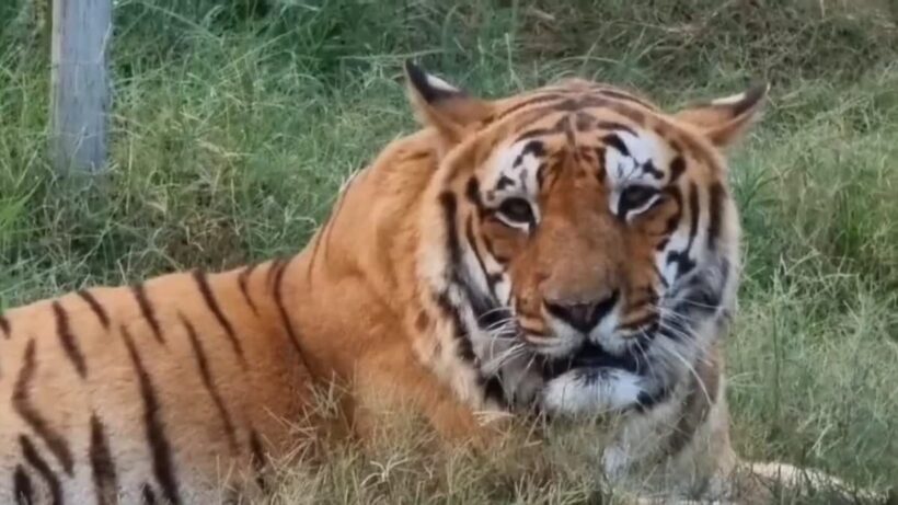 1200 675 26372172 thumbnail 16x9 tiger