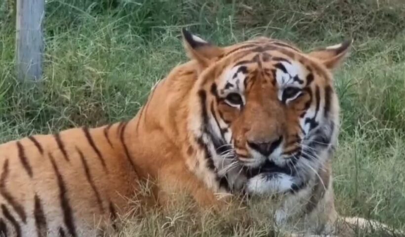 1200 675 26372172 thumbnail 16x9 tiger