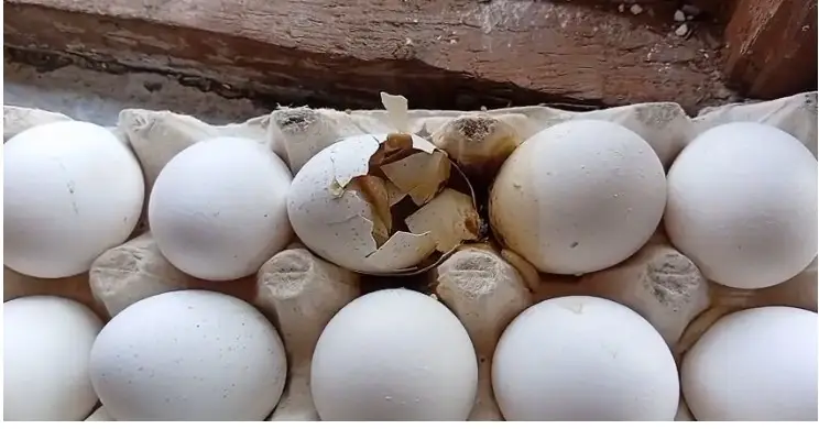 Almora Breaking: Preparations to serve 'poison' in Anganwadi centres? Worms found in nutritious food, workers enraged after seeing rotten eggs