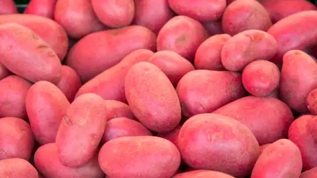red potato